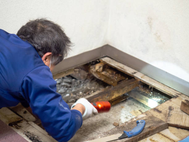 Best Commercial Mold Removal  in Herald, CA