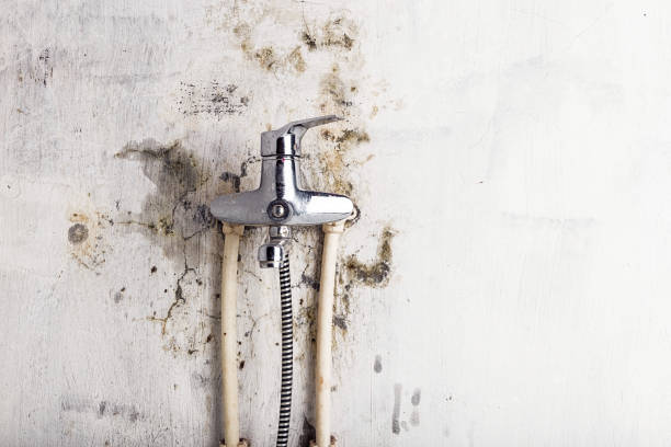 Best Certified Mold Removal  in Herald, CA