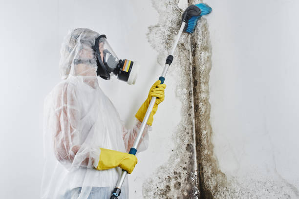 Best Same-Day Mold Removal  in Herald, CA