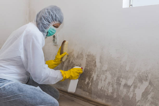 Best Mold Inspection  in Herald, CA