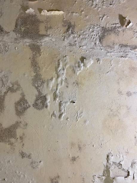 Best Professional Mold Removal  in Herald, CA