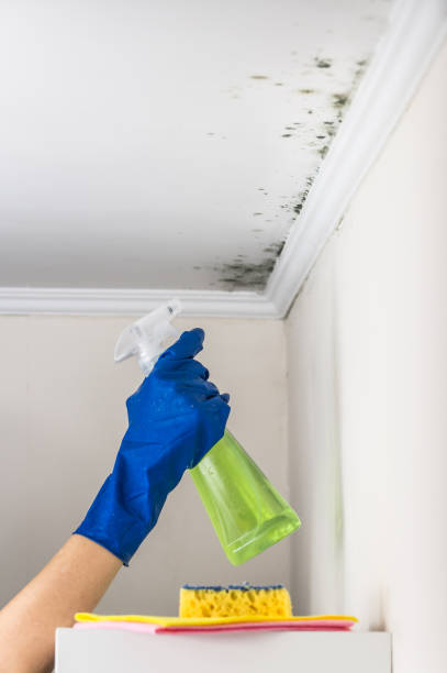 Best Mold Removal Company Near Me  in Herald, CA